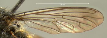 Media type: image;   Entomology 13472 Aspect: wing